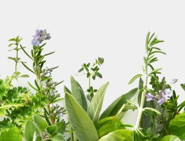 Αυτό είναι το βότανο που κάνει θαύματα και εξολοθρεύει τον ιό της γρίπης